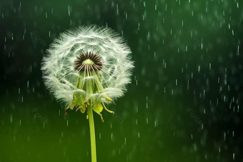 绿色背景雨中的蒲公英,高清,摄影图,摄影图片,图片大全,摄影图免费下载